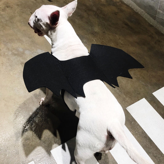 Pet Bat Wings Transformed Into Dog Accessories